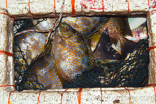 fishes with orange spots in floating net, borneo, dots, fishes, fresh fish, kelambu beach, malaysia, night, raw fish, spots, stryrofoam