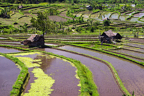 flooded paddy fields - terrace farming (bali), agriculture, bali, flooded rice field, flooded rice paddy, huts, landscape, rice fields, rice paddies, terrace farming, terraced fields