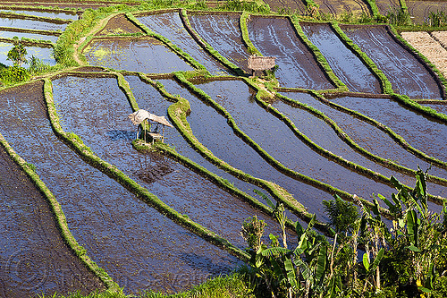 flooded rice paddies - terrace farming (bali), agriculture, bali, flooded rice field, flooded rice paddy, landscape, rice fields, rice paddies, rice paddy fields, terrace farming, terraced fields