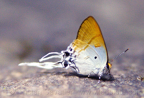 fluffy tit butterfly - zeltus amasa maximinianus (borneo), borneo, butterfly, closeup, fluffy tit, gunung mulu national park, insect, malaysia, wildlife, zeltus amasa maximinianus