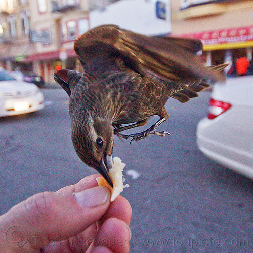 flying bird eating in my hand, bread crumb, eating, feeding, flying, hand, sparrow, urban wildlife, wild bird