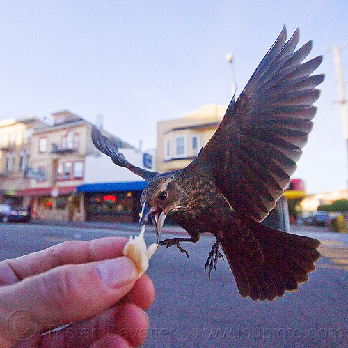 flying bird eating in my hand, bread crumb, eating, feeding, flying, hand, urban wildlife, wild bird