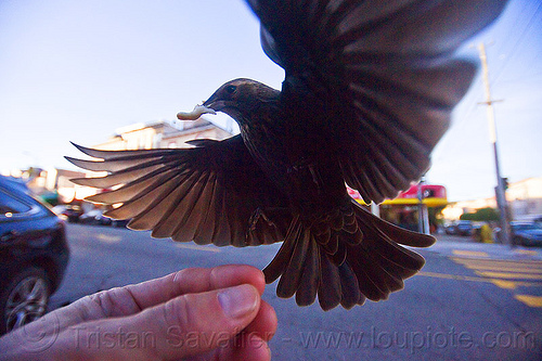 flying bird eating in my hand, bread crumb, eating, feeding, flying, hand, urban wildlife, wild bird