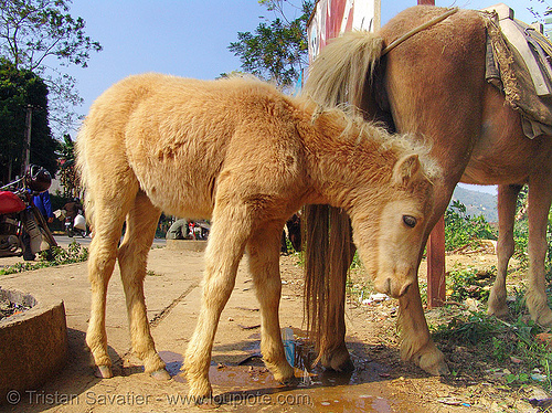 foal - baby horse (vietnam), baby animal, baby horse, foal, mare, mother, vietnamese hmong horse, working animal
