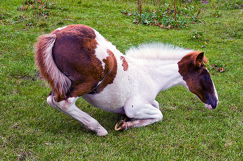 foal kneeling - wild horses (italy), baby animal, baby horse, feral horse, foal, grass field, grassland, kneeling, laying down, pinto coat, pinto horse, white and brown coat, wild horse