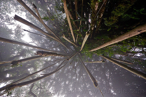 foggy rainforest - trail to pura lempuyang temple - gunung seraya mountain (bali), bali, fog, foggy, forest, hanging, pura lempuyang, rainforest, temple, tree