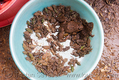 frogs sold on the market (laos), food, frogs