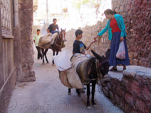fruit vendors on donkey and horse, asinus, donkey, equus, fruit vendors, horse, horseback riding, kurdistan, man, mardin, pack animals, pack horses, street seller, trading, working animals