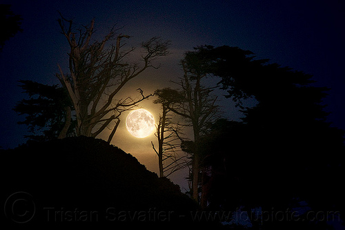 full moon behind trees, backlight, full moon, hazy, hill, moonrise, night, trees