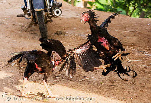 gamecocks roosters fighting - luang prabang (laos), birds, cock fight, cock-fighting, cockbirds, fighting roosters, gamecocks, luang prabang, poultry