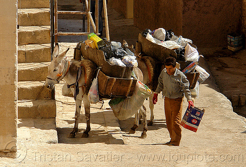 garbage pickup donkeys, asinus, donkeys, equus, garbage pickup, man, mardin, trash pickup, working animals