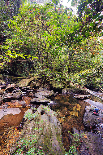garden of eden - mulu (borneo), borneo, garden of eden, gunung mulu national park, jungle, malaysia, rain forest, river, rocks
