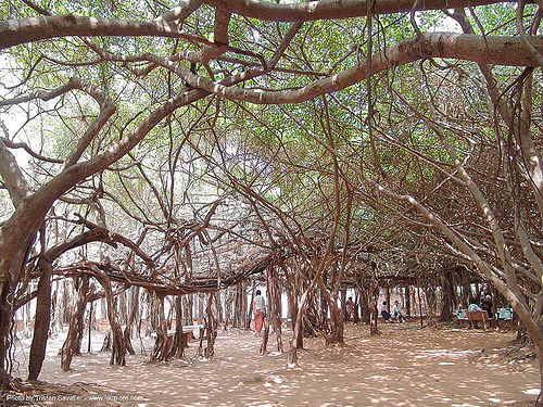 ต้นไทร พิมาย พิมาย - giant banyan tree (near phimai) - thailand, banyan tree, ต้นไทร, พิมาย