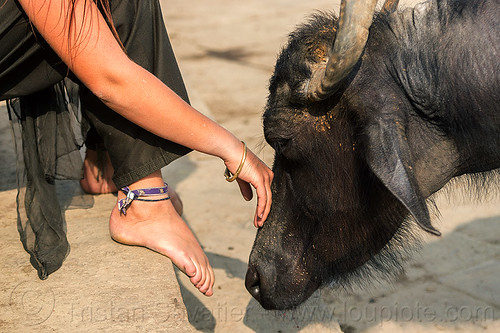 girl and inquisitive water buffalo (india), feet, ghats, girl, hand, sitting, street cow, varanasi, water buffalo, woman