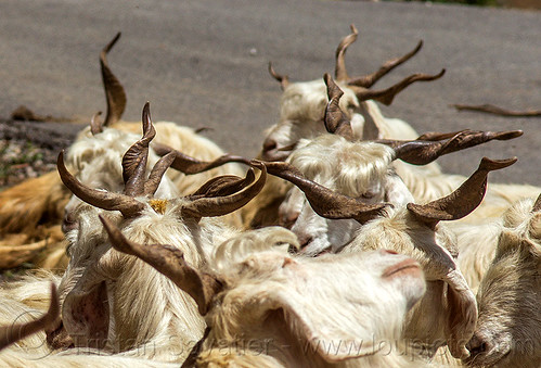 goat horns - wild long hair himalayan goats, capra aegagrus hircus, changthangi, herd, pashmina, wild goats, wildlife