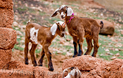 goat kids on wall (argentina), abra el acay, acay pass, argentina, goat kids, goats, noroeste argentino