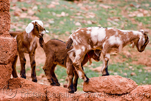 goat kids playing, abra el acay, acay pass, argentina, goat kids, goats, noroeste argentino