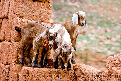goat kids playing, abra el acay, acay pass, argentina, goat kids, goats, noroeste argentino