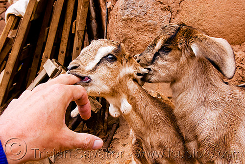 goat kids suckling, abra el acay, acay pass, argentina, finger, goat kids, goats, hand, noroeste argentino, suckling