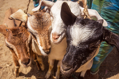 goat kids - young goats (india), cattle market, goat kids, goats, heads, west bengal
