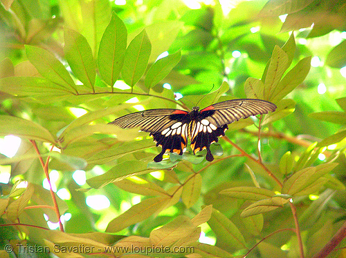 great mormon butterfly - flying - female (papilio memnon) - vietnam, achates, agenor, batesian, distantianus, female butterfly, flying, great mormon, insect, leaves, papilio memnon, polymorphic, wildlife