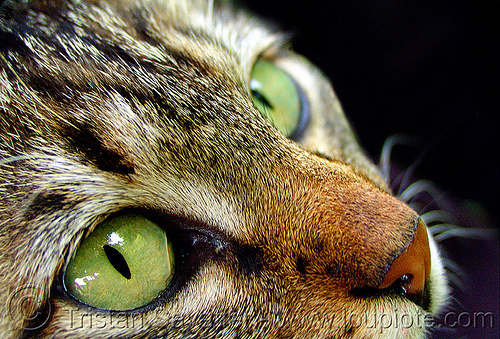 green eyes cat - close-up, cat eyes, green eyed, green eyes, nose, snout, tabby cat, българия