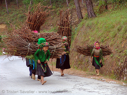 green hmong tribe girls carrying wood bundles - vietnam, children, girls, green hmong, hill tribes, hmong tribe, indigenous, kids, wood bundles