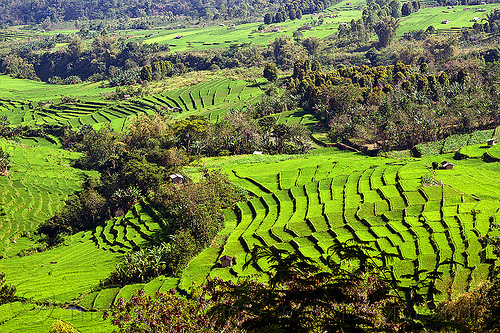 green rice paddies in terraces - flores (indonesia), flores island, rice fields, rice paddies, rice paddy fields, terrace farming, terraced fields