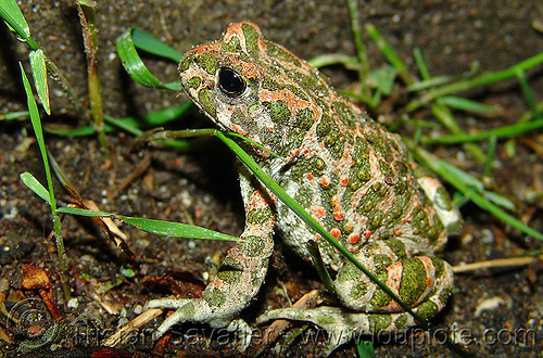 green toad - bufo viridis (bulgaria), amphibian, bufo viridis, frog, green toad, българия