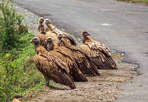 group of himalayan vultures on ground (india), birds, gyps himalayensis, himalayan griffon, himalayan vultures, raptors, road, scavengers, wild bird, wildlife
