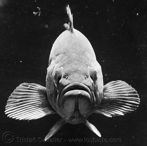 grouper fish face, epinephelinae, fish face, grouper, live fish, low key, perciformes, serranidae