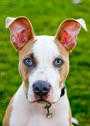 head of pitbull dog with big ears, clear eyes, dog, ears, head, pit bull terrier, pitbull, snout