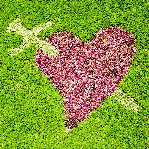 heart pierced with sword - turf, bolivia, grass, la paz, lawn, love, pierced, sword, symbol