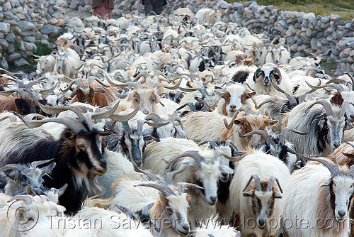 herd of himalayan long-haired goats, changthangi, goats, herd, ladakh, pashmina, spangmik