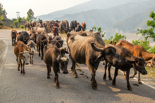 herd of water buffaloes and cows on road (india), cows, herd, man, road, walking, water buffaloes