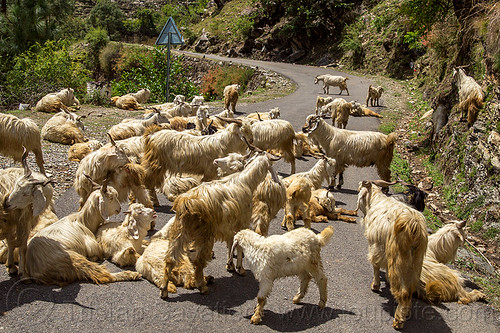 herd of wild himalayan long-haired goats on road, capra aegagrus hircus, changthangi, herd, pashmina, road, wild goats, wildlife