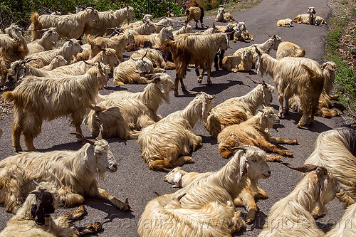 herd of wild long-haired goats, capra aegagrus hircus, changthangi, herd, laying down, pashmina, road, wild goats, wildlife