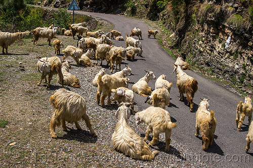 herd of wild long-haired mountain goats on road, capra aegagrus hircus, changthangi, herd, pashmina, road, wild goats, wildlife