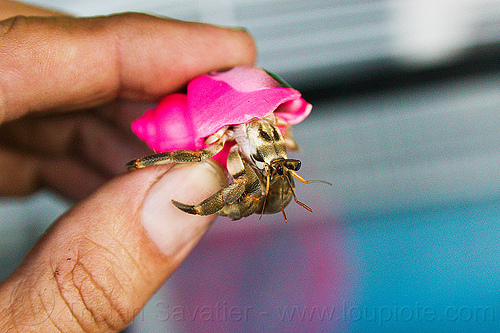 hermit crab in colored plastic shell, fingers, hand, hermit crab, pink, plastic, shell, wildlife