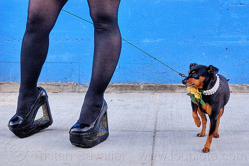high heel platform shoes and little dog, black stockings, black tights, blue wall, dog collar, dog leash, eclair acuda bandersnatch, flower, glitter, high heel shoes, little dog, pearls, platform shoes, san franciscopeople, small dog, woman