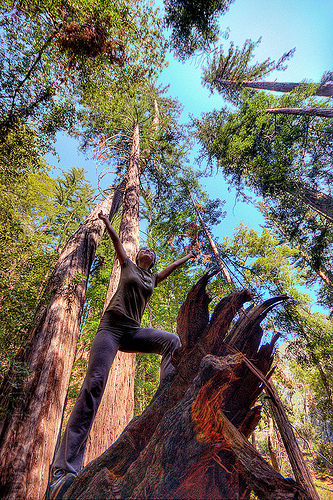 hiker on tree stump - redwood forest (vantana wilderness), big sur, fallen tree, forest, hiking, pine ridge trail, redwood tree, sequoia sempervirens, tree trunk, trekking, vantana wilderness, woman