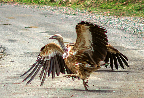 himalayan vulture jumping on road (india), birds, gyps himalayensis, himalayan griffon, himalayan vultures, raptors, road, scavengers, walking, wild bird, wildlife