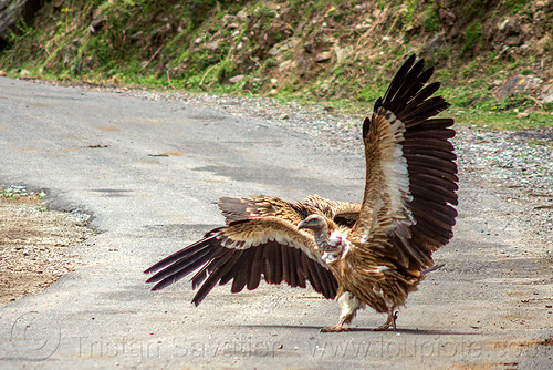 himalayan vulture spreading wings (india), birds, gyps himalayensis, himalayan griffon, himalayan vultures, raptors, road, scavengers, wild bird, wildlife
