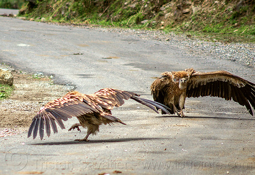 himalayan vultures on ground - spreading wings (india), birds, gyps himalayensis, himalayan griffon, himalayan vultures, raptors, road, scavengers, wild bird, wildlife