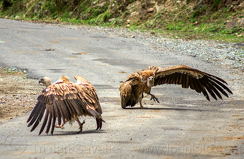 himalayan vultures spreading wings - gyps himalayensis (india), birds, gyps himalayensis, himalayan griffon, himalayan vultures, raptors, road, scavengers, walking, wild bird, wildlife