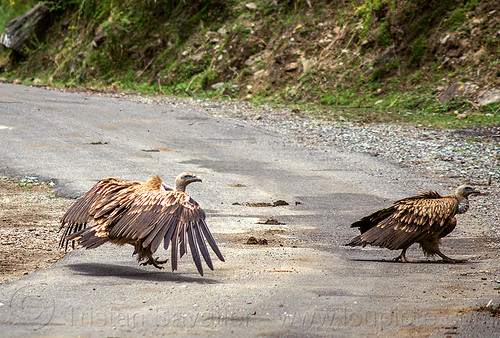 himalayan vultures walking on road (india), birds, gyps himalayensis, himalayan griffon, himalayan vultures, raptors, road, scavengers, walking, wild bird, wildlife