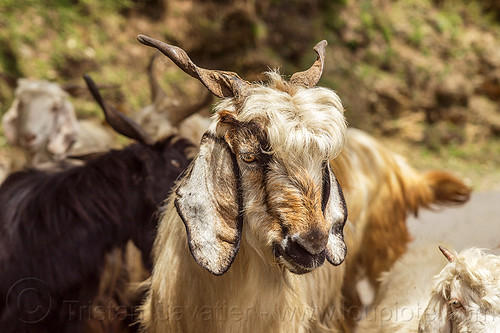himalayan wild goat, capra aegagrus hircus, changthangi, pashmina, wild goats, wildlife