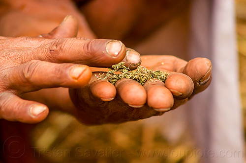 hindu baba preparing weed - ritual cannabis, baba, fingers, ganja, hands, hindu pilgrimage, hinduism, kumbh mela, man, sadhu, weed