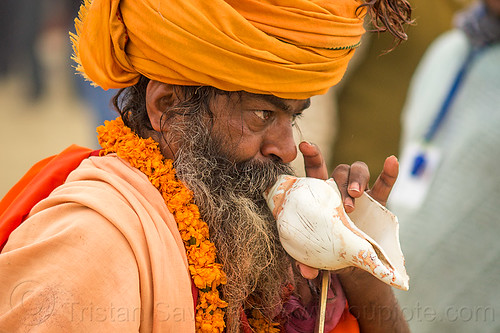 hindu devotee blowing a ritual conch, baba, beard, bhagwa, blowing, conch, headdress, hindu man, hindu pilgrimage, hinduism, kumbh mela, musical instrument, sadhu, saffron color, sea shell, turban
