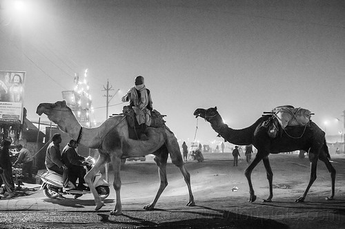 hindu man riding camel at night - kumbh mela 2013 (india), backlight, double hump camels, hindu pilgrimage, hinduism, in tow, kumbh mela, man, night, pilgrim, riding, towing, walking